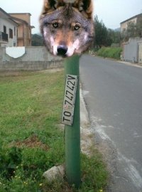lupalo.jpg